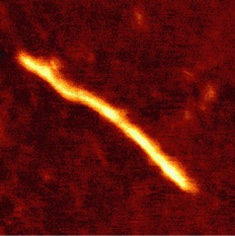 分子被覆導線のAFM像